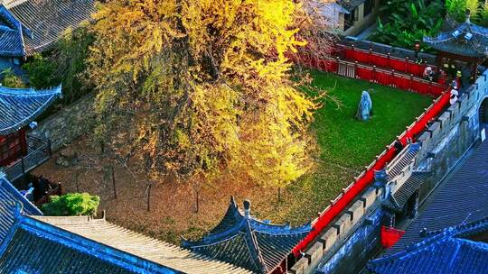 西安古观音禅寺千年银杏树