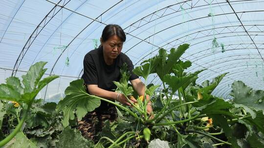 蔬菜大棚劳作的人  合集