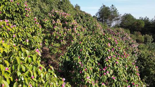 农业种植茶树茶籽园航拍