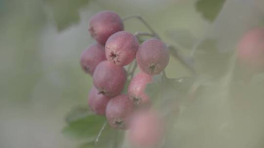 成熟的山楂山里红LOG