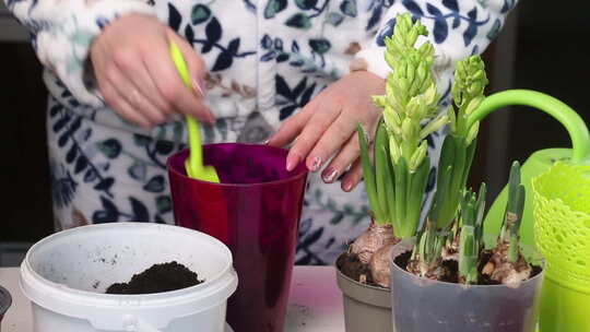 女人把报春花移植到一个新花盆里。水仙花的