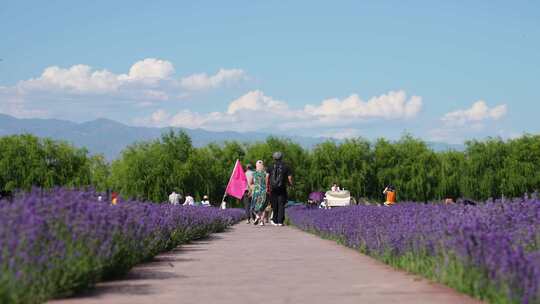 新疆伊犁旅游紫色薰衣草花田花海游客