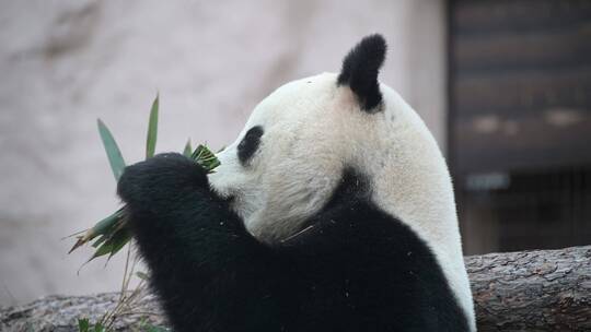熊猫宝宝国宝熊猫吃东西