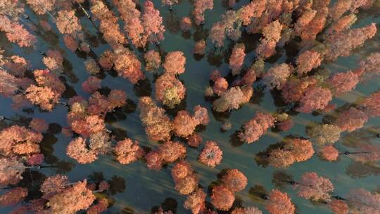 秋天武汉涨渡湖红叶水上森林水杉视频素材模板下载