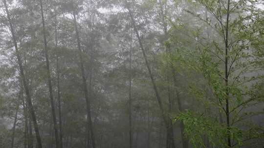 下雨天茂密的竹林枝叶繁茂生机勃勃的景象