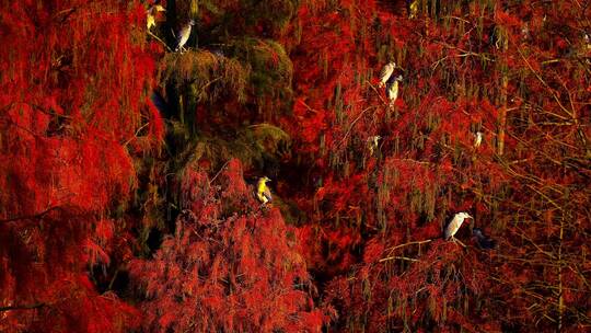 水上森林中的野生苍鹭群