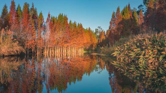 滇池湿地公园日出