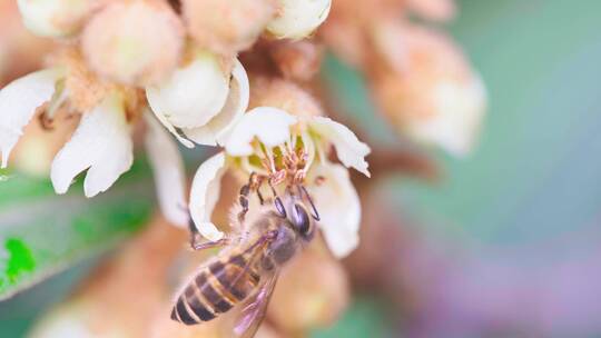 蜜蜂采集枇杷花