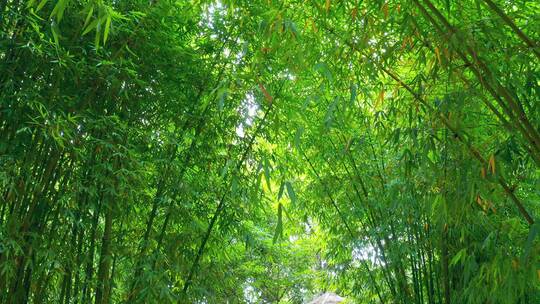 夏天的竹林航拍