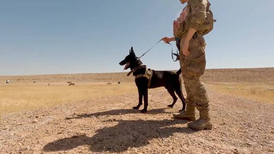 美国士兵和警犬
