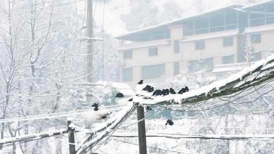 雪中电线上的乌鸦鸟群