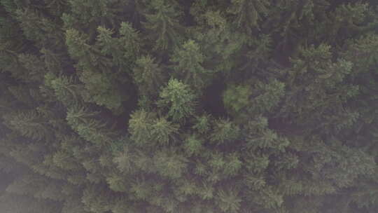 奥地利迷雾森林的鸟瞰图