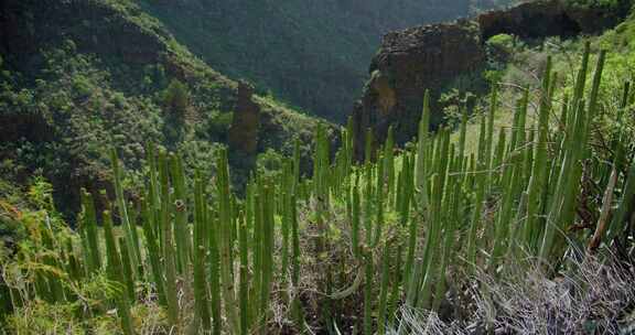 西班牙，特内里费，Barranco De