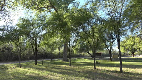 公园里的树木景观视频素材模板下载