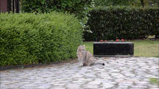 宠物  猫咪  可爱  小猫