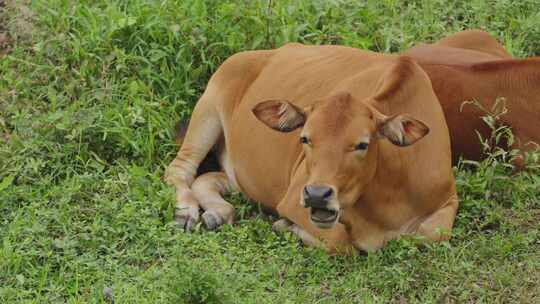 草原上的黄牛在休息和反刍