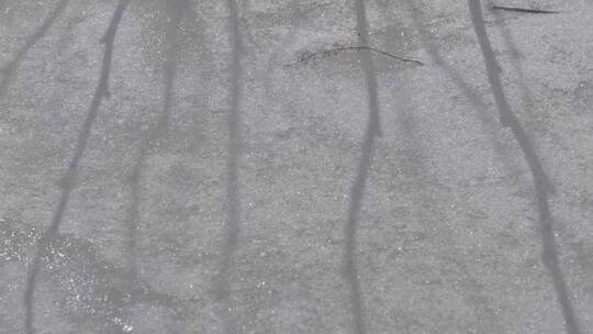 雪地上植物的影子LOG