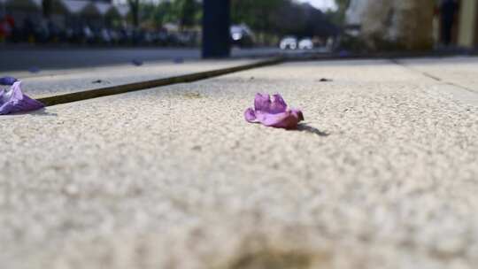 昆明教场中路蓝花楹网红街住宅