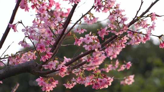 桃花特写桃树树枝花朵