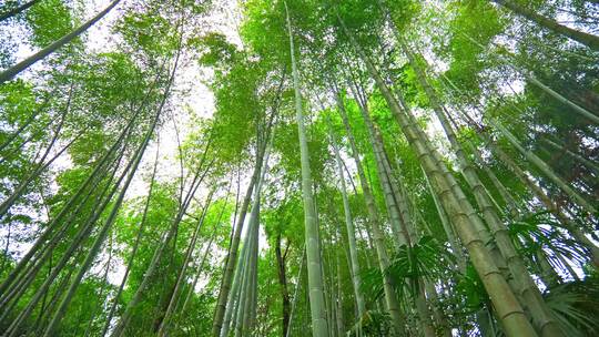 美丽的生态竹海竹林竹子参天竹林