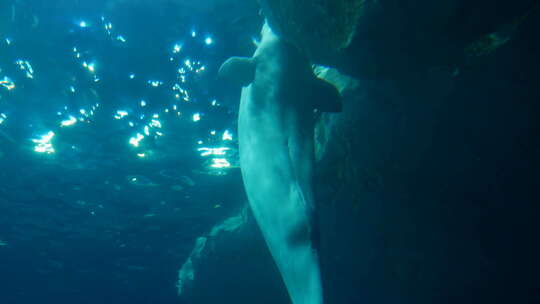 海洋馆白鲸表演视频素材模板下载