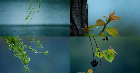 4k春天嫩芽下雨植物生长发芽新芽春分立春高清在线视频素材下载