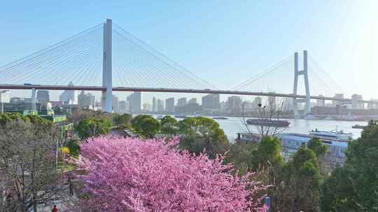 2024南浦大桥樱花 上海春天 春分上海视频素材模板下载