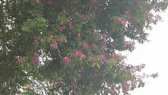 春天鲜花花朵风景实拍