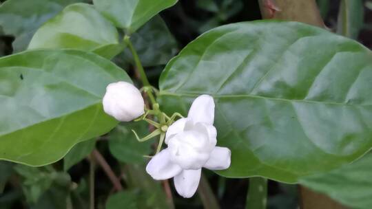 茉莉花特写