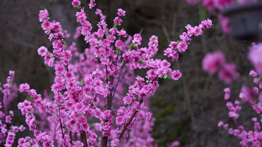 沕沕水生态风景区 梅花 粉色 植物 景色