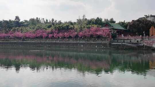 成都锦江河畔望江楼公园春日红梅花开风光