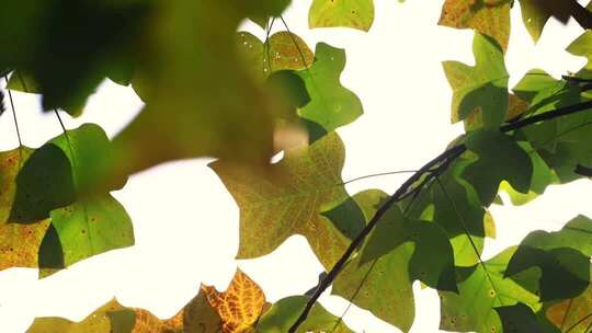 阳光透过枫树树叶秋叶照射下来直摇