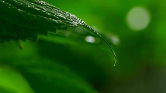 4K唯美下雨天花绿树外景素材