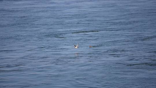 4k飞鸟黄河滩湿地生态氧吧绿色大气河流视频素材模板下载