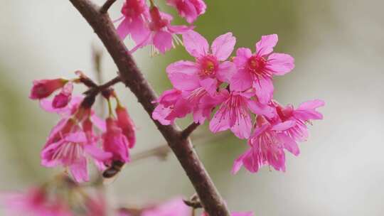 春天粉红色樱花花开