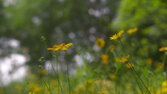 户外野花 山野 野菊花 花海