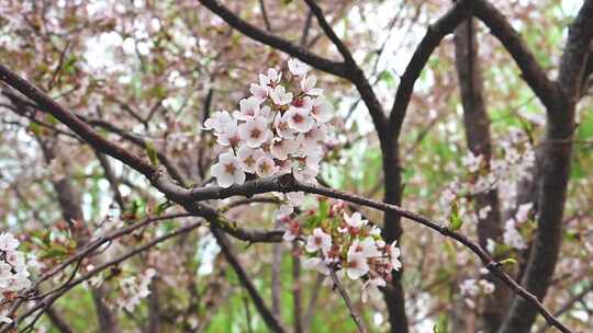 春天盛开的迎春花梅花腊梅