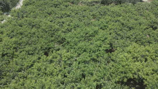 无锡阳山苏南种植桃树桃园航拍