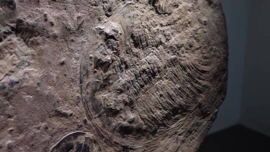 三叶虫化石远古考古