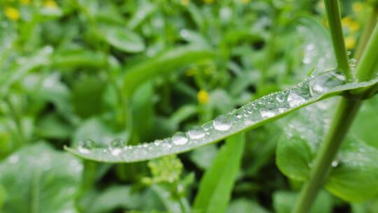 阴雨天气黄色油菜花叶上的水滴