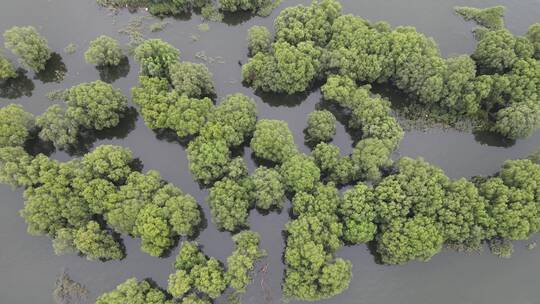 航拍湖南岳阳洞庭湖续期被淹没树林