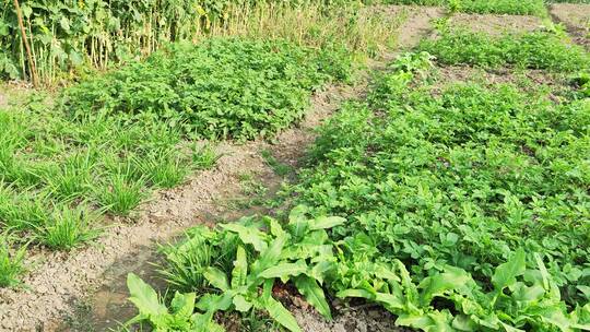 疫情城市农村街道菜园春天绿色植物