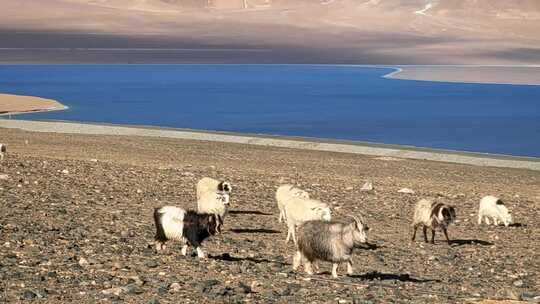 西藏那曲当惹雍措湖畔牧场的羊群