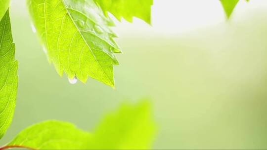 夏天的暴雨