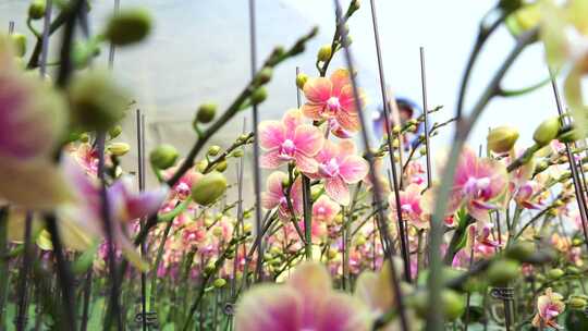 金蝶蝴蝶兰 金蝶花型 蝴蝶兰 金边蝴蝶兰