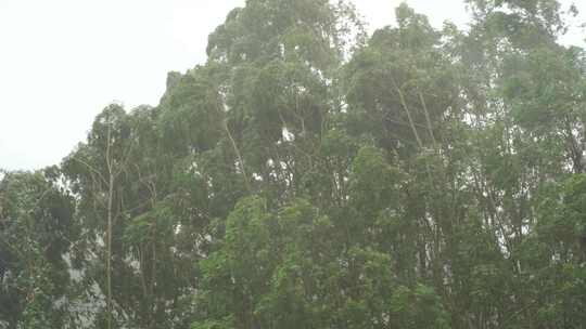 台风森林狂风暴雨风吹树林风吹雨打树木下雨视频素材模板下载