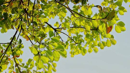 绿色树叶阳光