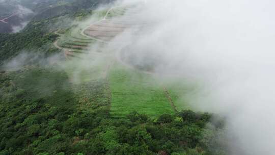 云雾中的高山茶园风景航拍