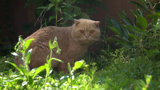 小区里的猫 小猫 野猫