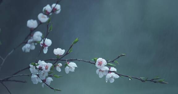 实拍雨中桃花唯美空镜